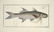 Marcus Elieser Bloch. 6 Ichthyology Plates. c.1780 - 4