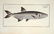 Marcus Elieser Bloch. 6 Ichthyology Plates. c.1780 - 5