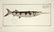 Marcus Elieser Bloch. 6 Ichthyology Plates. c.1780 - 6
