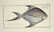 Marcus Elieser Bloch. 6 Ichthyology Plates. c.1780
