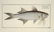 Marcus Elieser Bloch. 6 Ichthyology Plates. c.1780 - 2