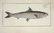 Marcus Elieser Bloch. 6 Ichthyology Plates. c.1780 - 3