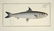 Marcus Elieser Bloch. 6 Ichthyology Plates. c.1780 - 4