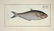 Marcus Elieser Bloch. 6 Ichthyology Plates. c.1780 - 5