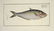 Marcus Elieser Bloch. 6 Ichthyology Plates. c.1780 - 6