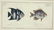 Marcus Elieser Bloch. 2 Ichthyology Plates. c.1780