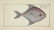 Marcus Elieser Bloch. 2 Ichthyology Plates. c.1780 - 2