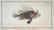 Marcus Elieser Bloch. 3 Ichthyology Plates. c.1780