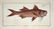 Marcus Elieser Bloch. 3 Ichthyology Plates. c.1780 - 2