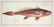 Marcus Elieser Bloch. 3 Ichthyology Plates. c.1780 - 3