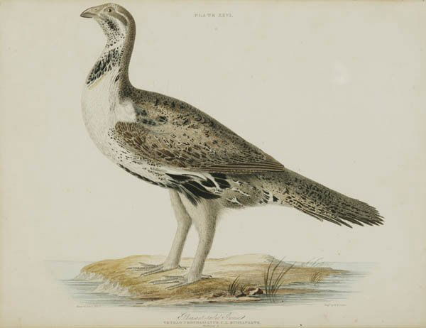 [Birds]. 3 hand-colored lithographs.: [Birds]. 3 hand-colored lithographs. Not examined out of frames, sight condition very good. ++ John Gould (Eng. 1804-1881) and H.C. Richter. Machetes Pugnax. Ruff and Reeve in the plumage of the first