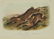Audubon. Quadrupeds. 23 plates. Octavo Edition. - 4