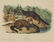 Audubon. Quadrupeds. 23 plates. Octavo Edition. - 5