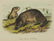 Audubon. Quadrupeds. 23 plates. Octavo Edition. - 7