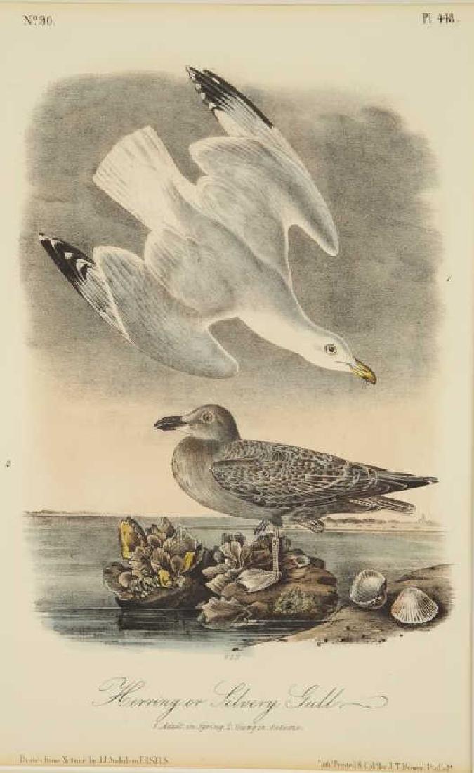 4 Audubon plates. Royal Octavo Edition. (1 of 8)