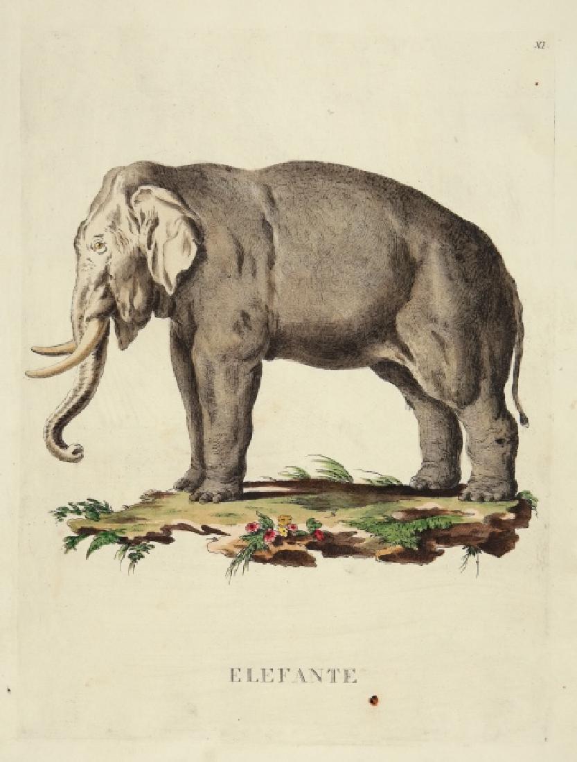 Innocente Alessandri. 9 Animali Engravings. 1771 (1 of 9)