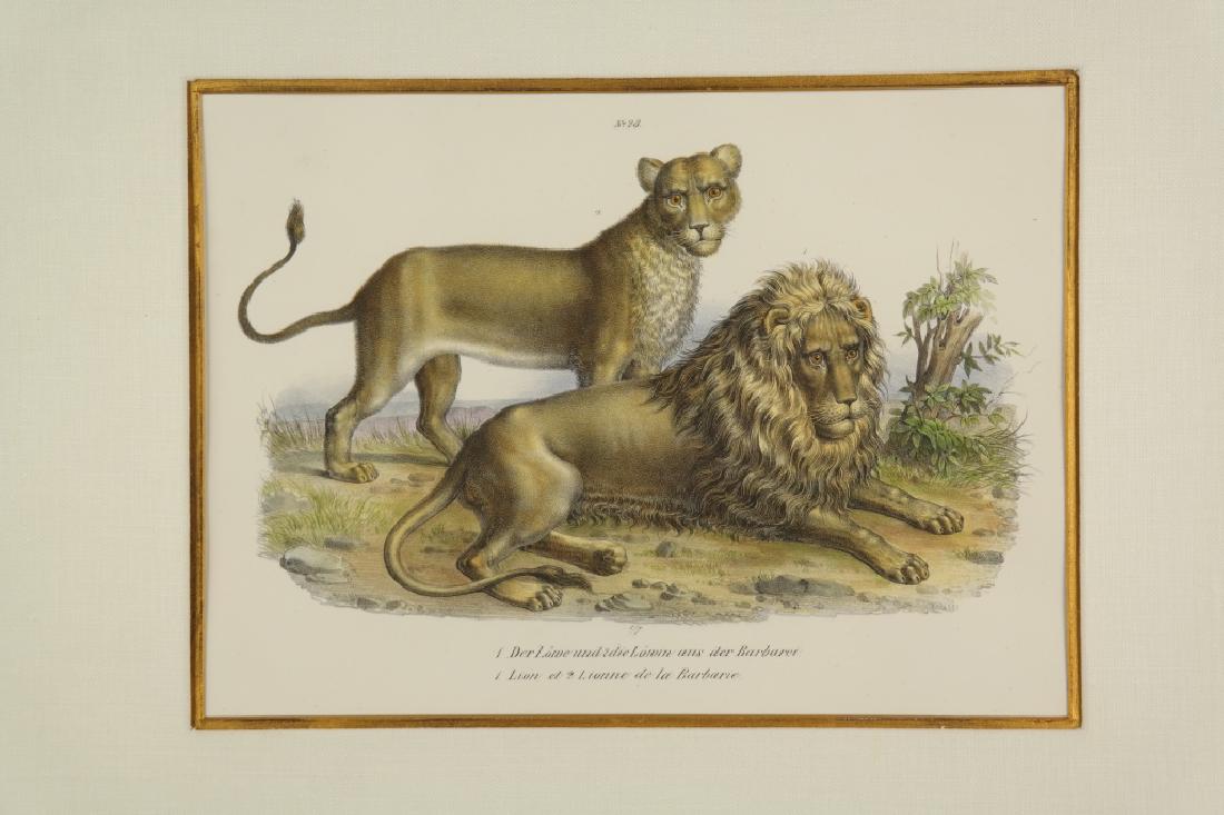 Karl Joseph Brodtmann. Lion Lithographs. 19th c.: Brodtmann, Karl Joseph (Swiss, 1787-1862). Pair of framed lion lithographs. 19th century. German/French. Framed: 18 1/4 x 21 1/2" ++ No. 23: der LÃ¶we und die LÃ¶win aus der Barbarei. Lion et Lion