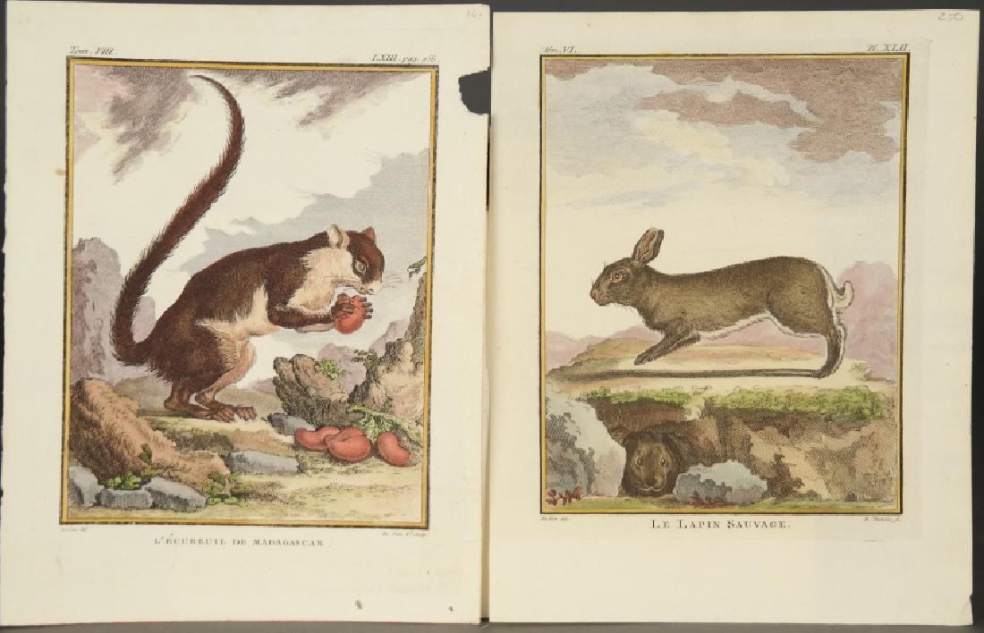 5 Buffon Mammal Plates. Histoire Naturelle. (1 of 3)