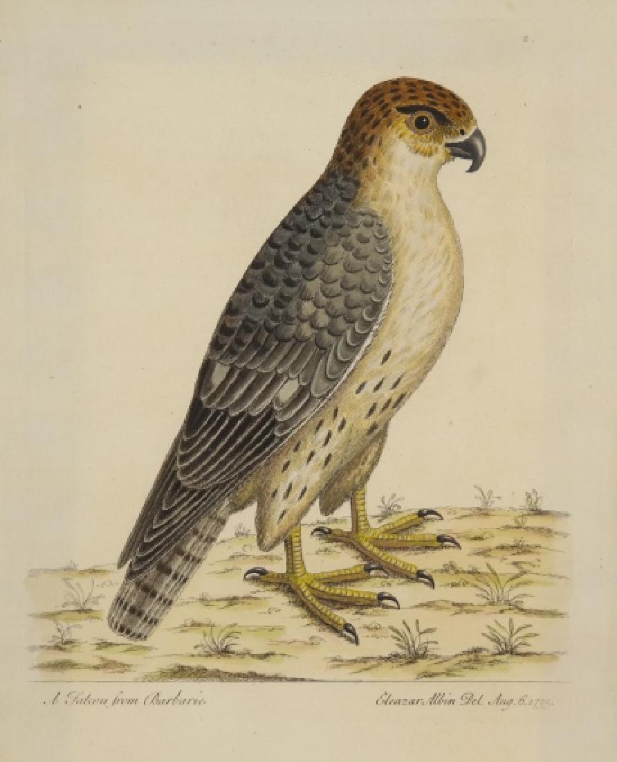 Eleazar Albin. Natural History of Birds. c.1730. (1 of 9)