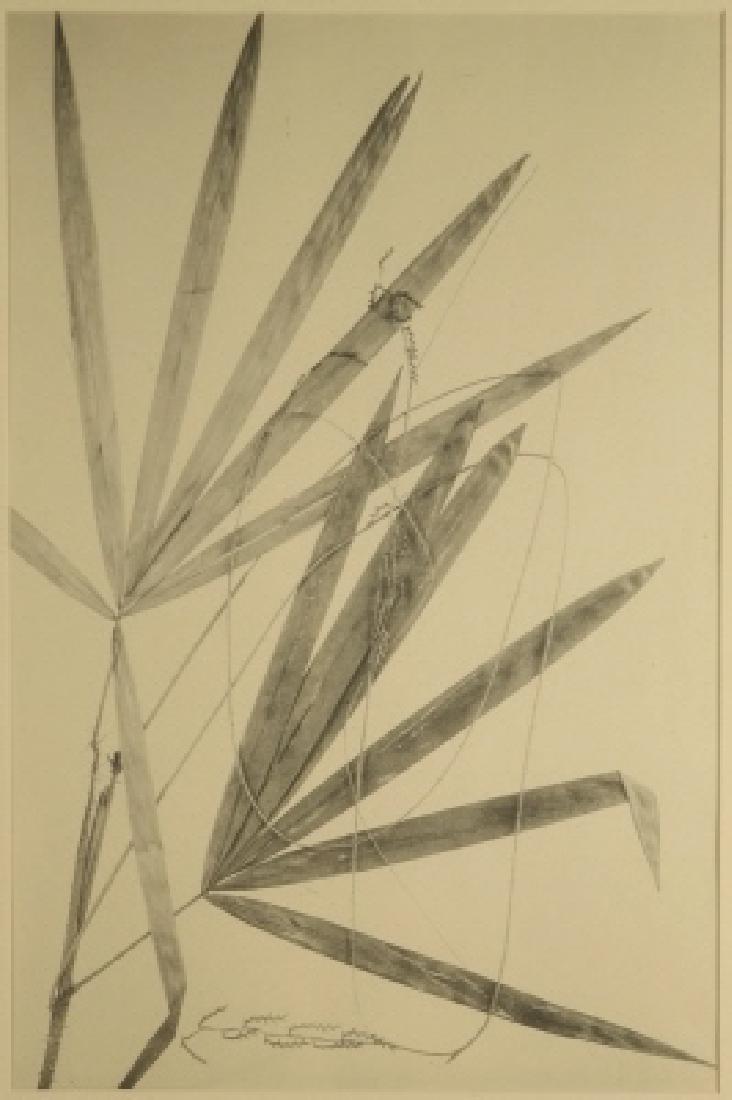 Odoardo Beccari. 4 Photogravures of palm foliage. (1 of 10)
