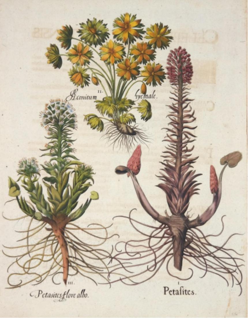 Besler. Pair of Botanical Prints. c.1613-1640. (1 of 4)