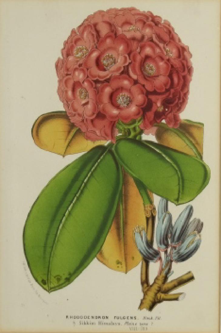 Louis van Houtte. "Flores de Serres..." 2 plates. (1 of 4)