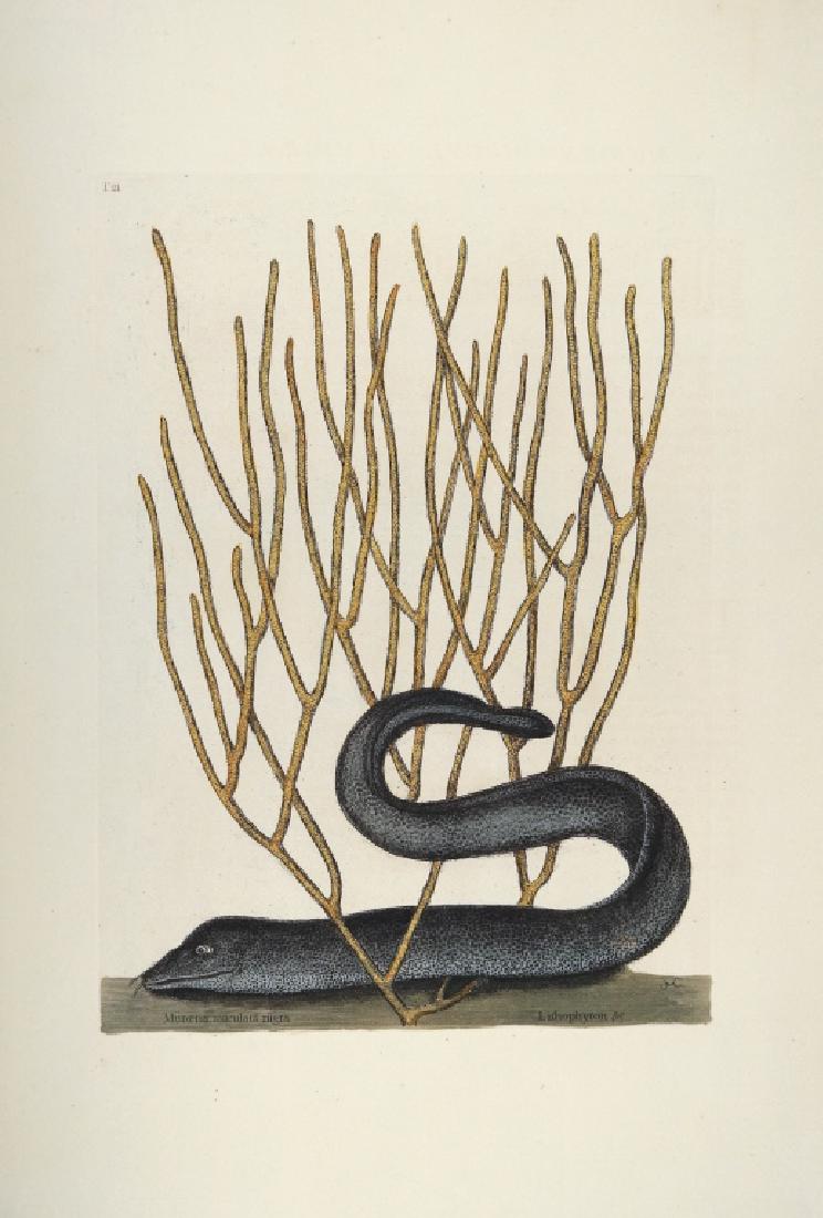 Mark Catesby. Black Muray. 1731-1743. (1 of 1)