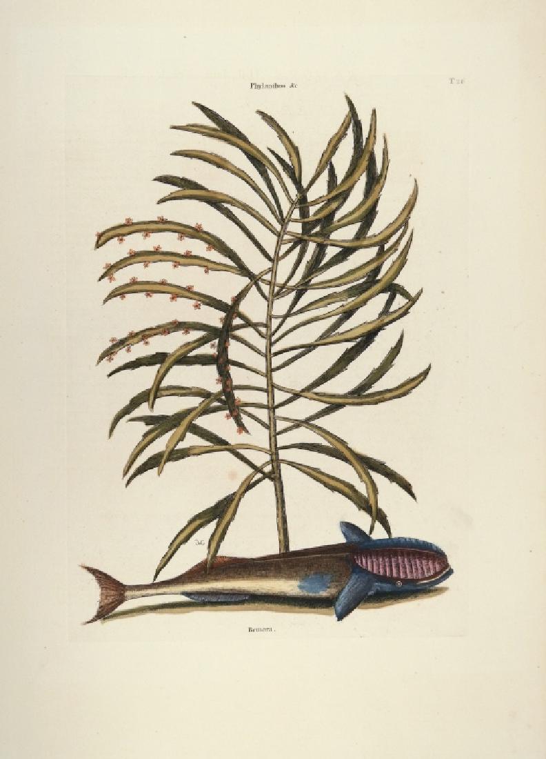 Mark Catesby. Remora (The Sucking Fish). 1731-1743: Catesby, Mark. (British, 1683-1749). The Sucking Fish (Remora) from "Natural History of Carolina, Florida and the Bahama Islands,â€¦." London: [1731-43]. First and second edition. Approximately 14