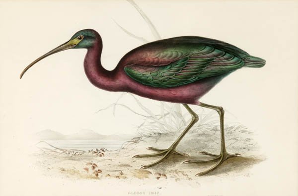 Gould, ''Glossy Ibis,'' large color bird litho, NF.