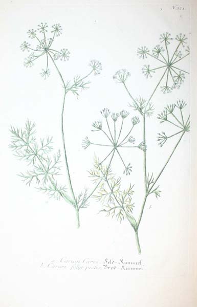 22 18th cent. hand-colored botanicals - 10