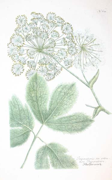 22 18th cent. hand-colored botanicals