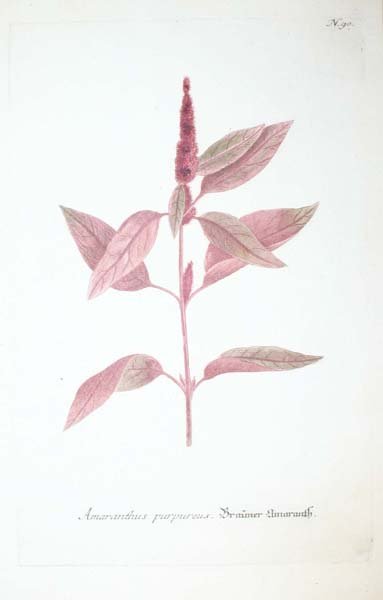22 18th cent. hand-colored botanicals - 2