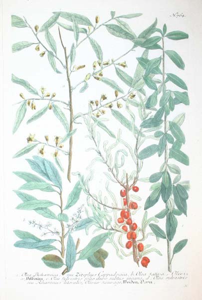 22 18th cent. hand-colored botanicals - 3