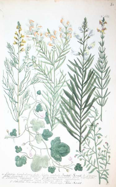 22 18th cent. hand-colored botanicals - 4