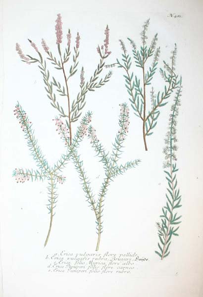 22 18th cent. hand-colored botanicals - 5