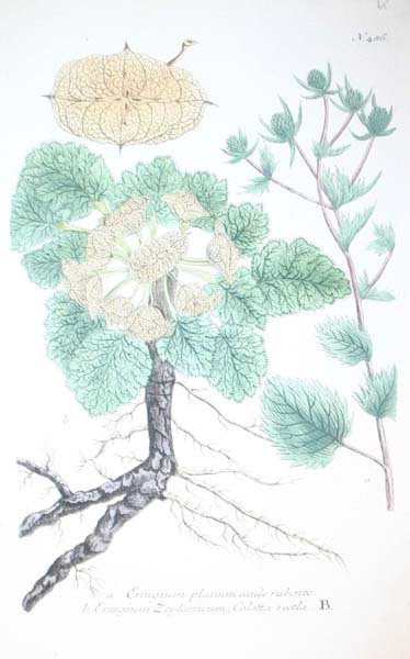 22 18th cent. hand-colored botanicals - 6