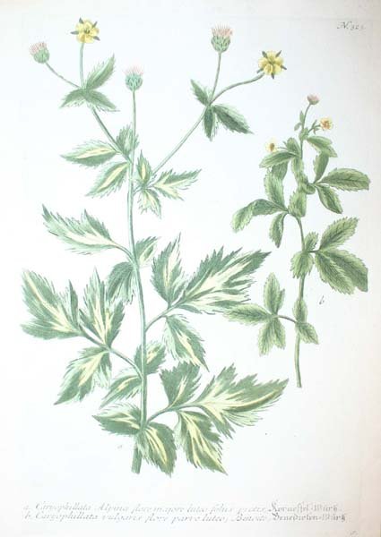 22 18th cent. hand-colored botanicals - 7