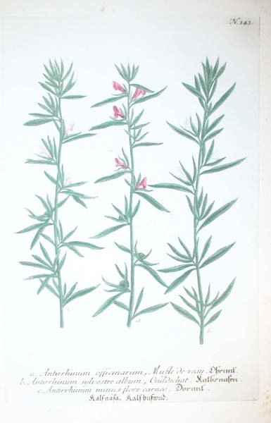 22 18th cent. hand-colored botanicals - 8