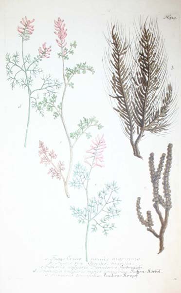 22 18th cent. hand-colored botanicals - 9