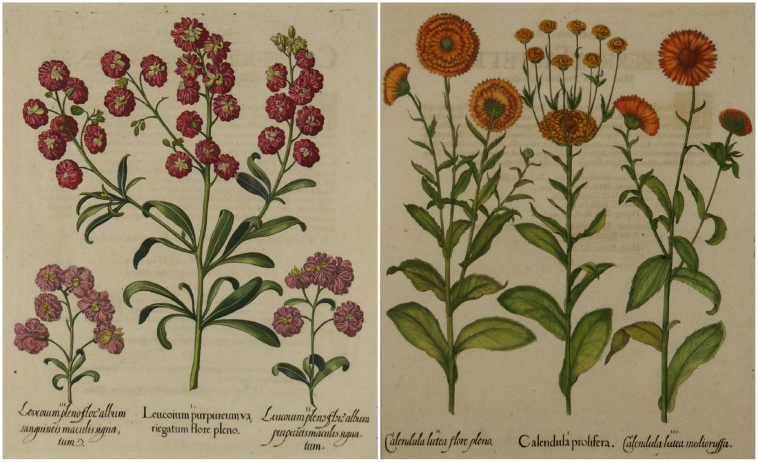 Basilius Besler. Pair of Botanical Engravings.: [Botany] Besler, Basilius (German, 1561-1629). Two hand-colored floral engravings. From 'Hortus Eystettensis' [The Garden of Eichstätt]. Nuremberg: 1613, 1640, 1713. (1) "Leucoium purpureum variegatu