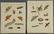 Bertuch. Butterflies and Moths. 1798-1833. - 10