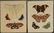 Bertuch. Butterflies and Moths. 1798-1833. - 11