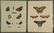 Bertuch. Butterflies and Moths. 1798-1833. - 12