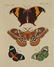 Bertuch. Butterflies and Moths. 1798-1833.