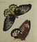 Bertuch. Butterflies and Moths. 1798-1833. - 2