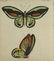 Bertuch. Butterflies and Moths. 1798-1833. - 3