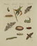 Bertuch. Butterflies and Moths. 1798-1833. - 4