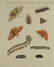 Bertuch. Butterflies and Moths. 1798-1833. - 5