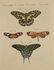 Bertuch. Butterflies and Moths. 1798-1833. - 6