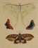 Bertuch. Butterflies and Moths. 1798-1833. - 7